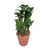 Zamioculcas Zenzi zamiokulkas gęsty duży